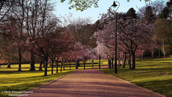 Pontypool Park Cherry Blossom